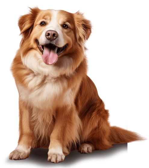 dog_background